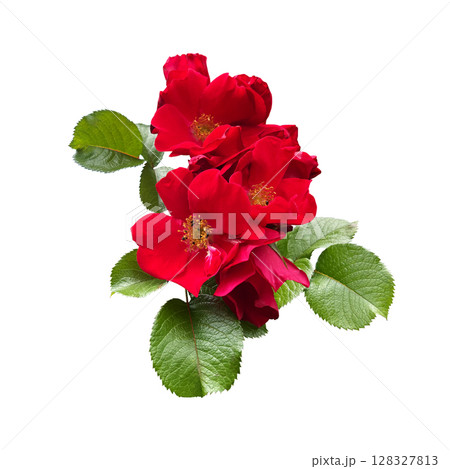 Tender tea rose flower heads with leaves, aroma rose flowers, isolated object cut out with clipping path, soft selective focus 128327813