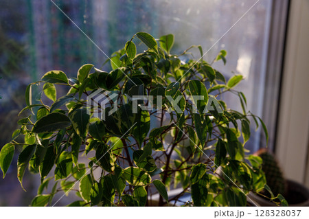 Vibrant Indoor Plant with Lush Green Leaves Bathed in Warm Natural Light by the Window, Creating a Peaceful and Inviting Atmosphere in the Living Space 128328037