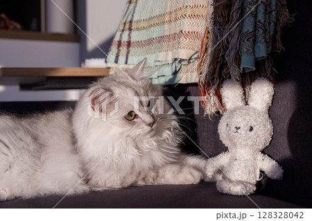 Adorable White Cat with Lush Fur Glances Curious at a Soft Toy Bunny Under Gentle Afternoon Light in a Cozy Living Room Setting Adorable White Cat with Lush Fur Glances Curious at a Soft Toy Bunny Under Gentle Afternoon Light in a Cozy Living Room Setting 128328042