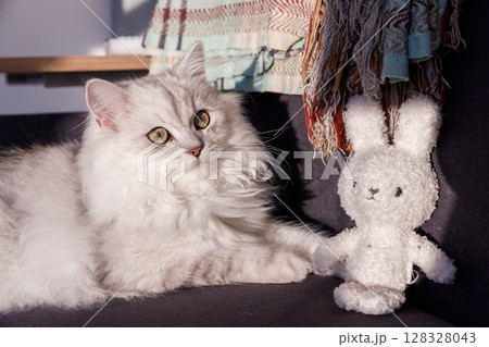 Charming White Cat Posing Next to Adorable Stuffed Bunny Toy in a Cozy Living Room Setting Bathed in Soft Natural Light Charming White Cat Posing Next to Adorable Stuffed Bunny Toy in a Cozy Living Room Setting Bathed in Soft Natural Light 128328043