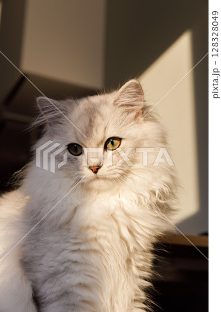 Majestic Feline Beauty: A Close-Up of a Soft, Fluffy Cat with Striking Green Eyes Caught in Natural Light and Shadow, Showcasing Its Elegant Features and Graceful Presence 128328049