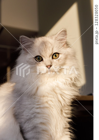 Beautiful Fluffy Cat with Striking Green Eyes Bathed in Gentle Sunlight, Capturing a Moment of Serenity and Curiosity in a Cozy Indoor Setting Beautiful Fluffy Cat with Striking Green Eyes Bathed in Gentle Sunlight, Capturing a Moment of Serenity and Curiosity in a Cozy Indoor Setting 128328050