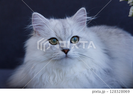 A Magnificent Silver Coat and Enigmatic Green Eyes: Captivating Close-Up of a Beautiful Cat Against a Dark Background 128328069