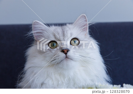 Captivating Close-Up of a Beautiful White Cat with Striking Green Eyes and Luxurious Fur in a Soft and Cozy Setting, Showcasing Its Unique Features and Expressions Captivating Close-Up of a Beautiful White Cat with Striking Green Eyes and Luxurious Fur in a Soft and Cozy Setting, Showcasing Its Unique Features and Expressions 128328070