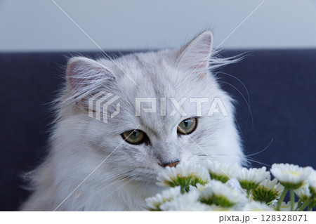 A Majestic White Cat with Striking Green Eyes Among Blossoming Flowers in a Beautiful Indoor Setting Captured in a Serene Moment of Curiosity and Calmness 128328071
