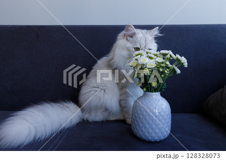 A Charming Cat Interacting with a Beautiful Bouquet of White Daisies on a Cozy Dark Sofa, Capturing a Serene Indoor Scene in a Soft, Natural Light Environment 128328073