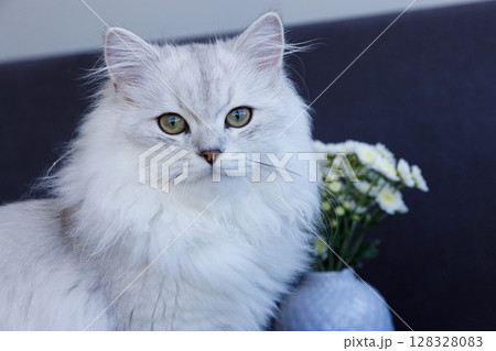 Charming Gray Cat with Striking Green Eyes Posing Elegantly Against a Simple Background with Flowers Charming Gray Cat with Striking Green Eyes Posing Elegantly Against a Simple Background with Flowers 128328083