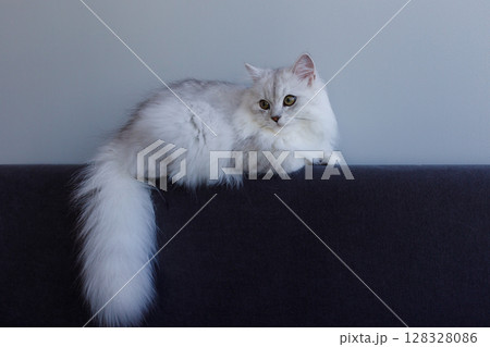 A Beautiful Silver-Furred Cat Relaxing Comfortably on a Soft Grey Couch Against a Minimalistic Background Perfect for Pet Photography Lovers and Cat Enthusiasts Alike 128328086