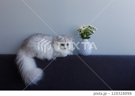 Charming Grey Cat Relaxing on Couch Next to Floral Arrangement in Stylish Vase Against Simple Grey Background 128328098