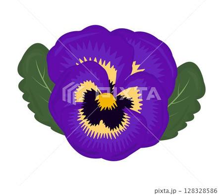 Single bright violet pansy with two leaves Single bright violet pansy with two leaves 128328586