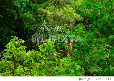 Along the Crystal Cascades near Cairns in Far North Queensland, locals and tourists enjoy swimming, hiking, picnicking, and exploring lush rainforest and freshwater streams. Along the Crystal Cascades near Cairns in Far North Queensland, locals and tourists enjoy swimming, hiking, picnicking, and exploring lush rainforest and freshwater streams. 128328641