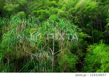 Along the Crystal Cascades near Cairns in Far North Queensland, locals and tourists enjoy swimming, hiking, picnicking, and exploring lush rainforest and freshwater streams. 128328657