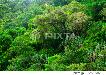 Along the Crystal Cascades near Cairns in Far North Queensland, locals and tourists enjoy swimming, hiking, picnicking, and exploring lush rainforest and freshwater streams. 128328658
