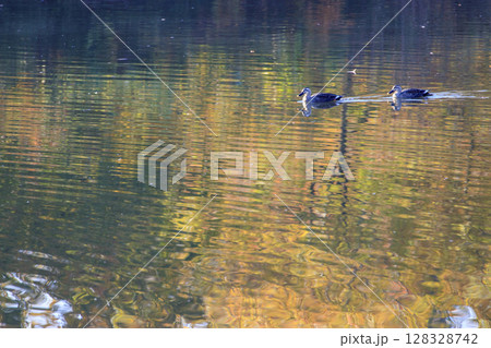紅葉の森を映す池を泳ぐカルガモ 紅葉の森を映す池を泳ぐカルガモ 128328742