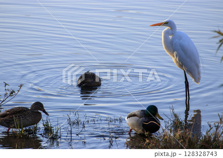 秋の池に佇む水鳥　鴨、鷺 128328743