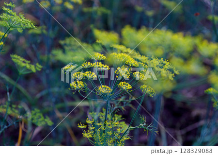 A Beautiful Close-Up of Delicate Yellow Dill Flowers Surrounded by Lush Green Foliage in a Natural Setting Capturing the Essence of Summer's Vibrant Flora A Beautiful Close-Up of Delicate Yellow Dill Flowers Surrounded by Lush Green Foliage in a Natural Setting Capturing the Essence of Summer's Vibrant Flora 128329088
