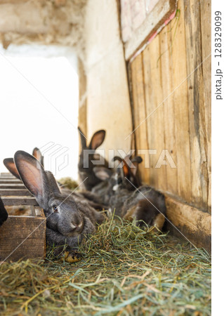 Charming Group of Cozy Rabbits Resting in Their Hut with Lush Green Hay and Haystray, Capturing a Peaceful and Serene Atmosphere in Their Rural Habitat on a Sunny Day 128329099