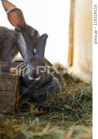 Close-Up of a Domesticated Rabbit Relaxing on Hay with Another Rabbit in the Background in a Serene Habitat Close-Up of a Domesticated Rabbit Relaxing on Hay with Another Rabbit in the Background in a Serene Habitat 128329110