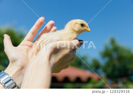 A Tender Moment Captured: A Close-Up View of a Hand Holding an Adorable Yellow Chick Under the Bright Blue Sky Surrounded by Lush Greenery and Warm Sunshine A Tender Moment Captured: A Close-Up View of a Hand Holding an Adorable Yellow Chick Under the Bright Blue Sky Surrounded by Lush Greenery and Warm Sunshine 128329316