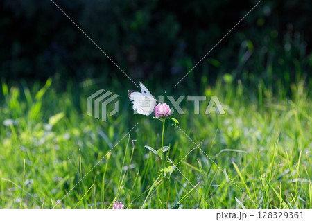 A Delicate Butterfly Graces a Beautiful Purple Clover in a Sunlit Field of Green Grass, Captivating Nature s Finely Crafted Beauty and Serenity in the Summer Air A Delicate Butterfly Graces a Beautiful Purple Clover in a Sunlit Field of Green Grass, Captivating Nature s Finely Crafted Beauty and Serenity in the Summer Air 128329361