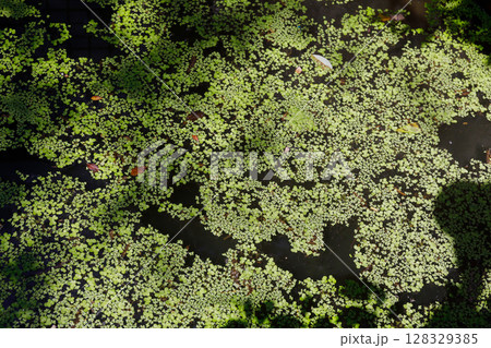 Lush Green Duckweed Covering a Still Water Surface, Creating a Serene and Peaceful Nature Scene Under Bright Sunlight in an Outdoor Environment Full of Life and Biodiversity 128329385