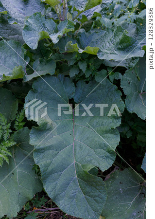 A Close-Up Study of Large Green Leaves in a Lush Garden Setting, Showcasing the Intricacies of Their Texture and Natural Beauty Amidst the Vibrant Foliage 128329386