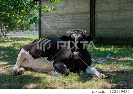 A Relaxed Black and White Cow Enjoying the Shade Beneath a Tree in a Picturesque Farm Setting, Evoking a Peaceful Rural Atmosphere 128329423