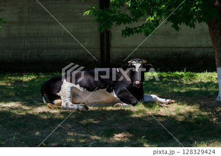 Relaxing Black and White Cow Enjoying Shade Under a Tree on a Sunny Day in a Tranquil Farming Environment with Soft Green Grass and a Concrete Wall in the Background 128329424