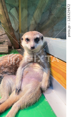 A Playful Meerkat Relaxing in its Habitat, Showcasing Unique Posing, Expressive Gaze, and Distinctive Features, Perfectly Captured in a Natural Setting 128329472