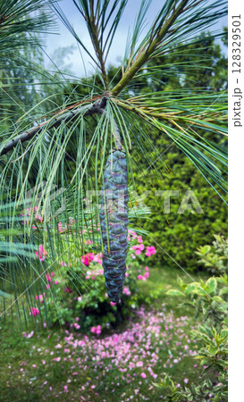 A Beautiful Pine Cone Hanging from a Branch Surrounded by Vibrant Greenery and Colorful Flowers in a Soft Focus Landscape 128329501