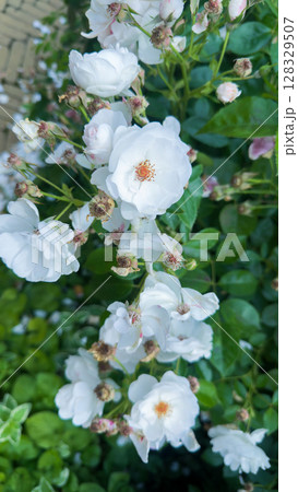 A Beautiful Display of Delicate White Roses Complemented by Lush Green Foliage in a Garden Setting Capturing Nature's Elegance and Serene Beauty in Springtime Blooms A Beautiful Display of Delicate White Roses Complemented by Lush Green Foliage in a Garden Setting Capturing Nature's Elegance and Serene Beauty in Springtime Blooms 128329507