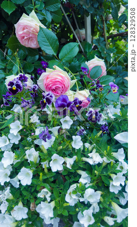 Beautiful Floral Arrangement Featuring Blooming Pink Roses, Purple Pansies, and White Petunias in a Lush Green Garden Setting Beautiful Floral Arrangement Featuring Blooming Pink Roses, Purple Pansies, and White Petunias in a Lush Green Garden Setting 128329508