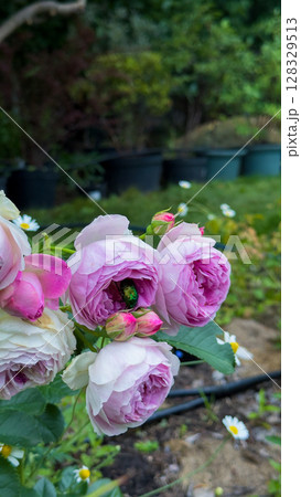 Beautiful Close-Up of Pink Roses Surrounded by Lush Greenery and Daisies in a Tranquil Garden Setting Under Natural Light Beautiful Close-Up of Pink Roses Surrounded by Lush Greenery and Daisies in a Tranquil Garden Setting Under Natural Light 128329513
