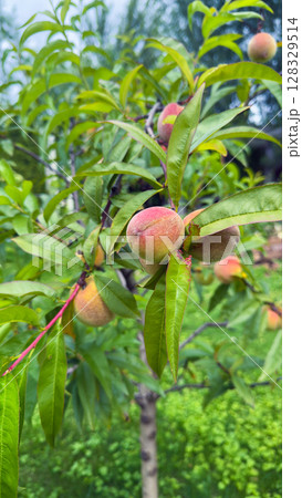 Lush Peach Tree Brimming with Juicy Fruit Surrounded by Vibrant Green Foliage Under a Bright Sky, Ideal for Gardening Enthusiasts and Nature Lovers Alike Lush Peach Tree Brimming with Juicy Fruit Surrounded by Vibrant Green Foliage Under a Bright Sky, Ideal for Gardening Enthusiasts and Nature Lovers Alike 128329514