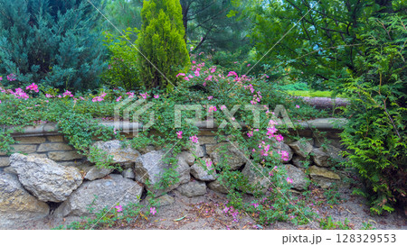 A Serene Garden Scene: Vibrant Pink Flowers and Lush Greenery Adorn a Rustic Stone Wall, Creating a Calming Atmosphere Surrounded by Nature’s Beauty 128329553