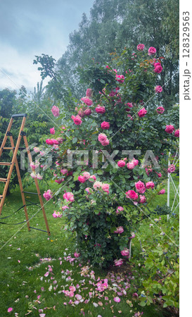 A Vibrant Display of Pink Roses in a Lush Garden Surrounded by Soft Grass and a Wooden Ladder Set Amidst the Blooming Flowers on a Beautiful Day 128329563
