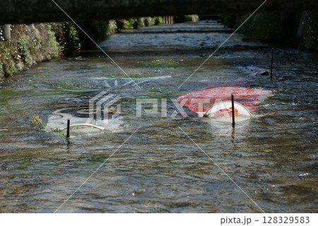 鳥取　四季の散歩　鯉のぼりが泳ぐ川　瀬戸川 128329583