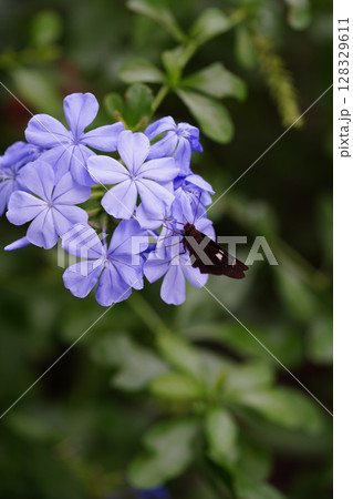 ルリアオイの紫の花 ルリアオイの紫の花 128329611