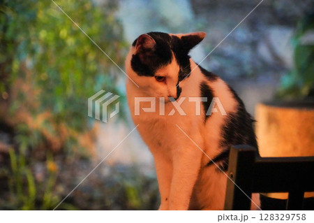 京都のカフェに遊びに来ている近所の野良猫 京都のカフェに遊びに来ている近所の野良猫 128329758