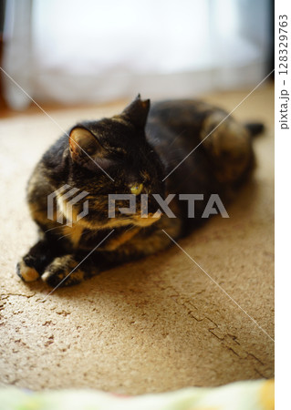 床に伏せているトーティシェルの猫 128329763