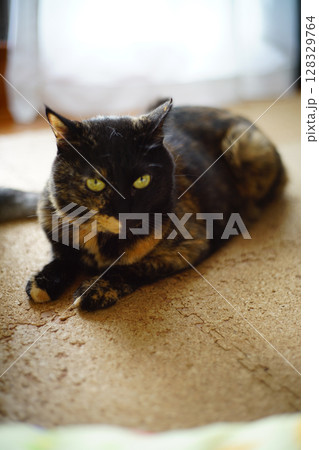 床に伏せているトーティシェルの猫 128329764