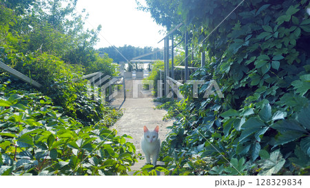 A Serene Pathway Leading to a Calm Waterfront Surrounded by Vibrant Greenery with a White Cat in the Foreground, Nature's Beauty Captured in Full Bloom A Serene Pathway Leading to a Calm Waterfront Surrounded by Vibrant Greenery with a White Cat in the Foreground, Nature's Beauty Captured in Full Bloom 128329834