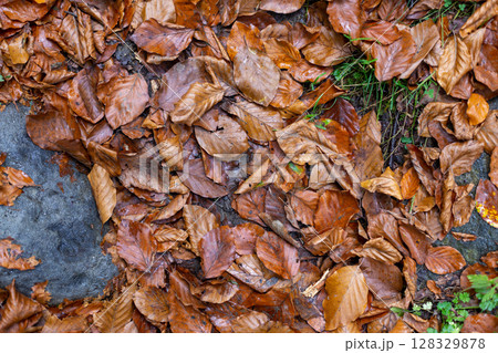 A Carpet of Vibrant Autumn Leaves Covering the Ground with a Beautiful Array of Colors and Textures in a Natural Landscape Setting Capturing Seasonal Change and Serenity 128329878