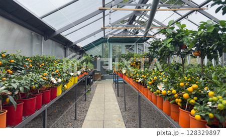 Lush Greenhouse Filled with Vibrant Citrus Plants and Their Colorful Pots Showcasing a Diverse Range of Fruits Under a Transparent Roof 128329897