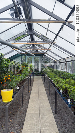 Beautiful Greenhouse Interior Showcasing a Lush Array of Potted Plants with a Pathway Perfect for Exploring Various Floral Plant Species and Stunning Greenery Options Beautiful Greenhouse Interior Showcasing a Lush Array of Potted Plants with a Pathway Perfect for Exploring Various Floral Plant Species and Stunning Greenery Options 128329898