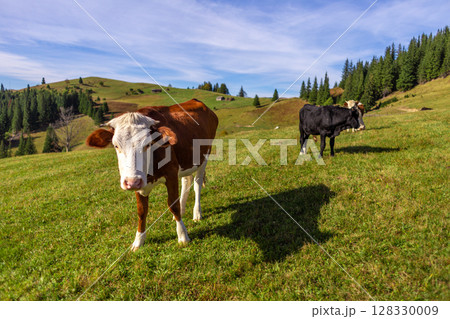A serene pastoral scene featuring two cows on a lush green field surrounded by rolling hills and tall coniferous trees under a clear blue sky, showcasing rural beauty. 128330009