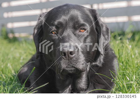 Black Labrador dog in the garden. Labrador Retriever dog, pet. Black Labrador dog in the garden. Labrador Retriever dog, pet. 128330145
