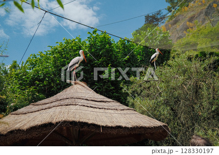 Yellow-billed storks on roof in prague zoo. Lush green environment.Mycteria ibis 128330197