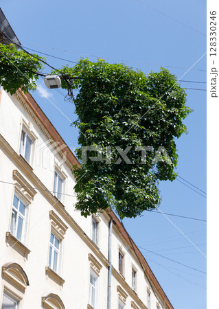 Unique Urban Scene: A Lush Green Canopy Draped Over Power Lines Against a Bright Blue Sky and Historic Architecture in a Calm City Environment 128330246