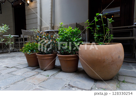 Charming Outdoor Planters Displaying Lush Greenery in Terracotta Pots on Cobblestone Pathway Complementing the Cozy Caf Ambiance 128330254